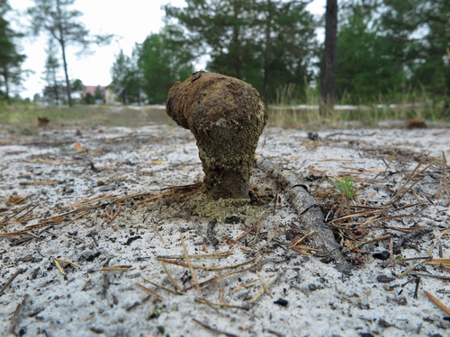 Sclerodermataceae