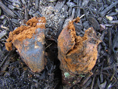 Pisolithus tinctorius