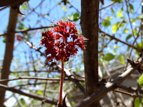 Pisonia capitata