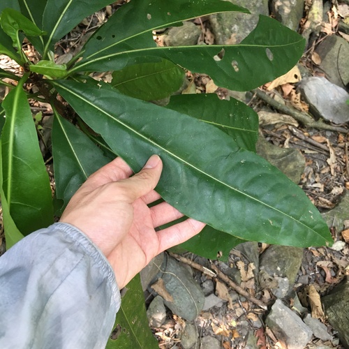 Pisonia umbellifera