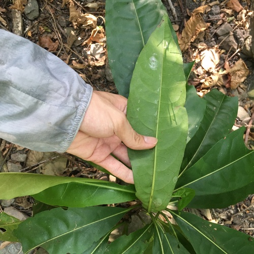 Pisonia umbellifera