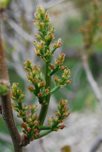 Pistacia vera