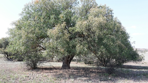 Pistacia vera
