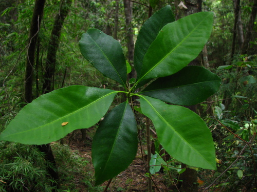 Pitavia punctata