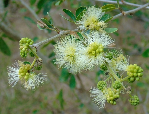 Pithecellobium dulce