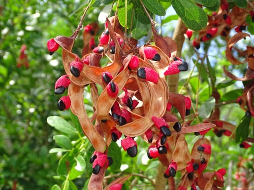 Pithecellobium keyense