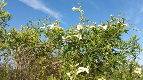 Pithecoctenium cynanchoides