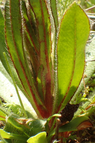Plagiobothrys nothofulvus
