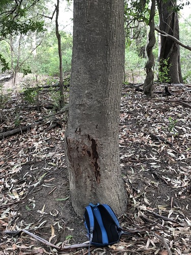 Planchonella australis