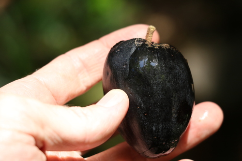 Planchonella australis