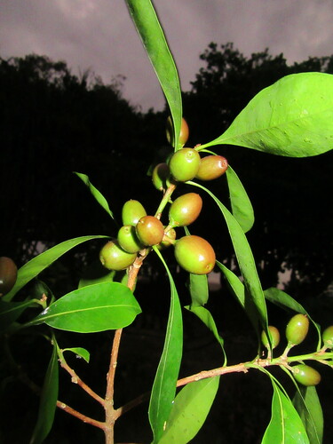 Planchonella chartacea