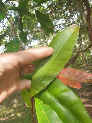 Planchonella chartacea