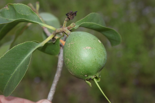 Planchonia careya
