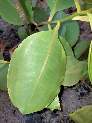 Planchonia careya