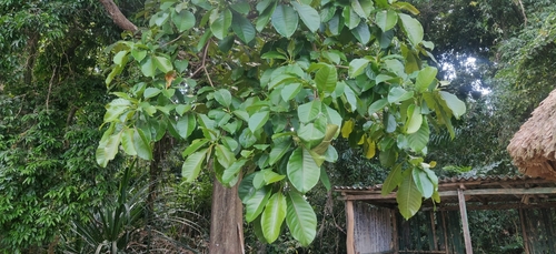 Planchonia valida