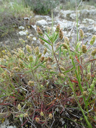 Plantago afra