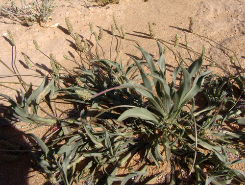 Plantago amplexicaulis