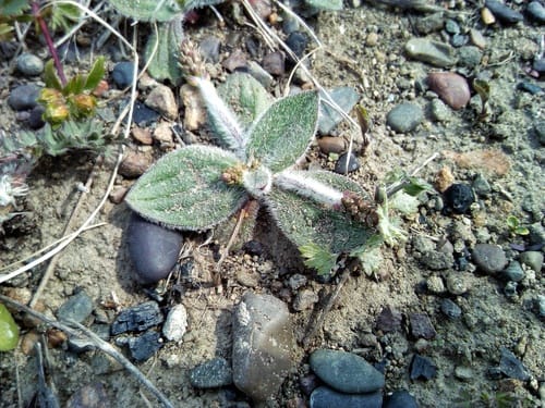 Plantago camtschatica