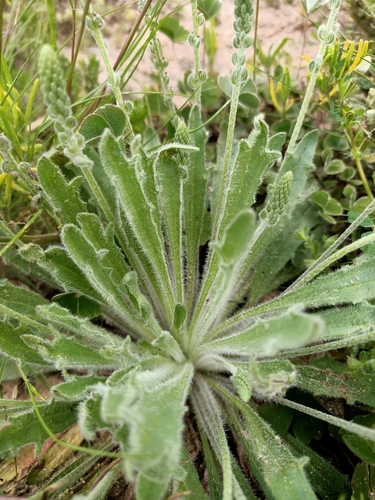 Plantago cunninghamii