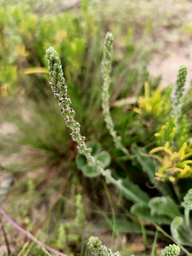 Plantago cunninghamii