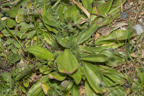 Plantago lagopus