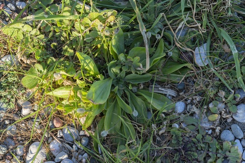 Plantago lagopus