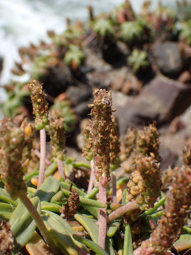Plantago maritima