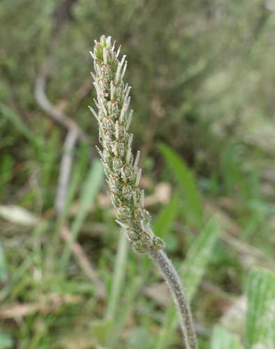 Plantago varia