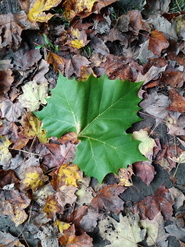 Platanus occidentalis