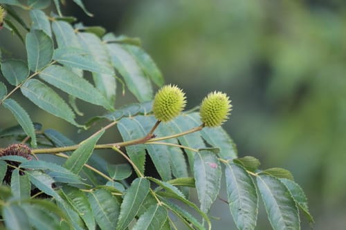 Platycarya strobilacea