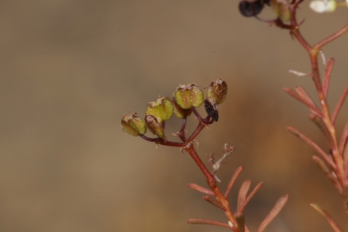 Platysace maxwellii