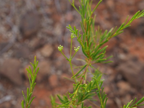 Platysace maxwellii