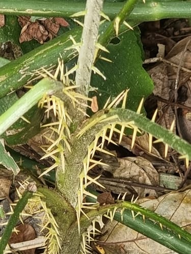 Plectocomia elongata