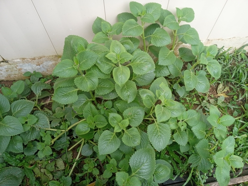 Plectranthus amboinicus