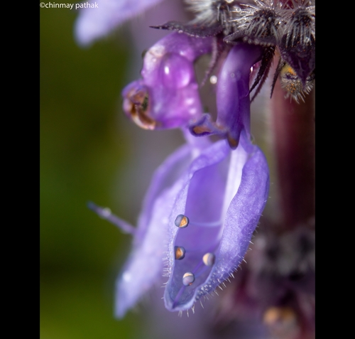 Plectranthus barbatus