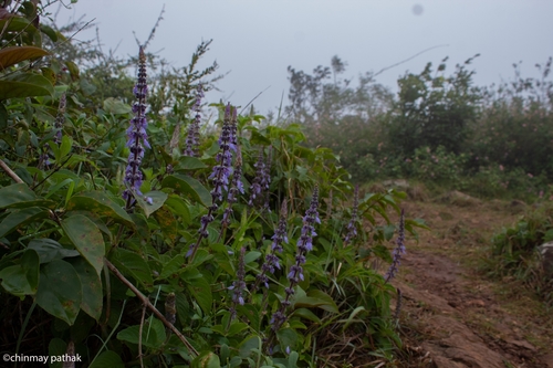 Plectranthus barbatus