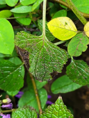 Plectranthus bojeri