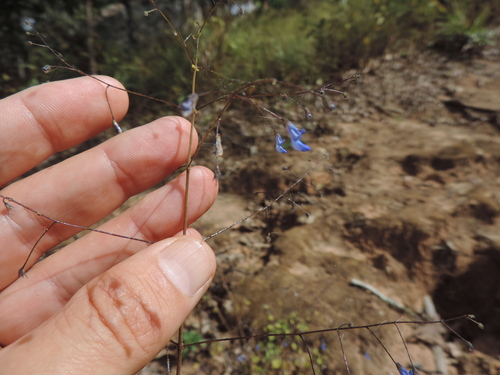 Plectranthus gracillimus