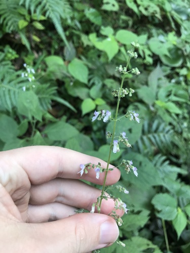 Plectranthus japonicus