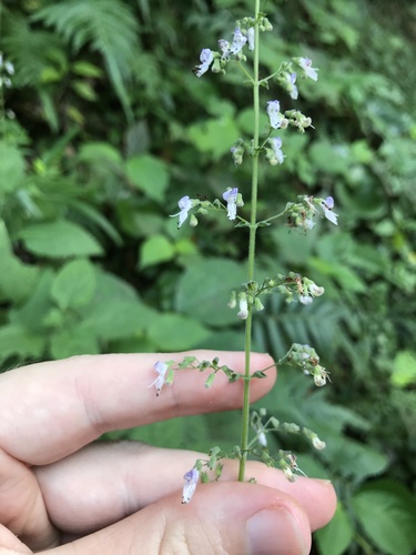 Plectranthus japonicus