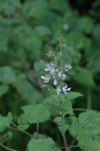 Plectranthus laxiflorus