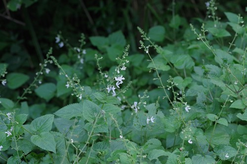 Plectranthus laxiflorus