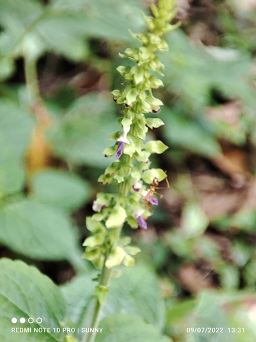 Plectranthus monostachyus