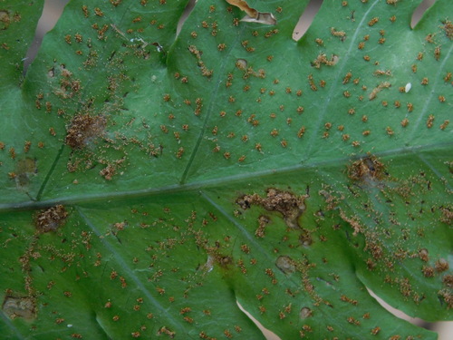 Pleocnemia irregularis