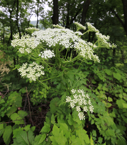 Pleurospermum uralense