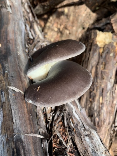 Pleurotus australis