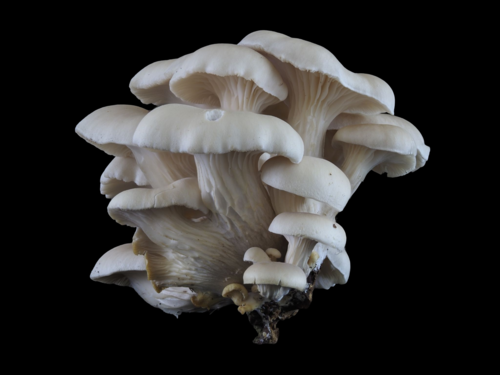 Pleurotus cornucopiae
