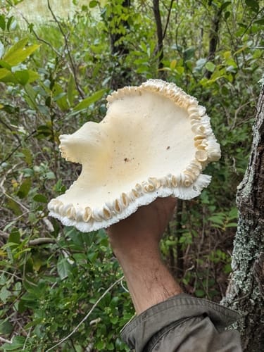 Pleurotus levis