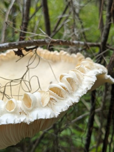 Pleurotus levis