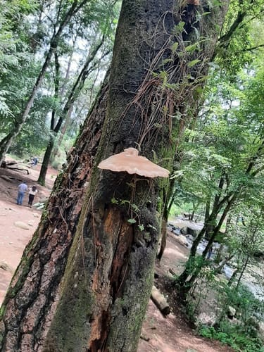 Pleurotus smithii